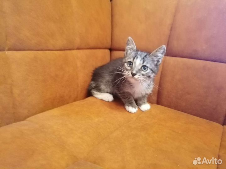 Кошка