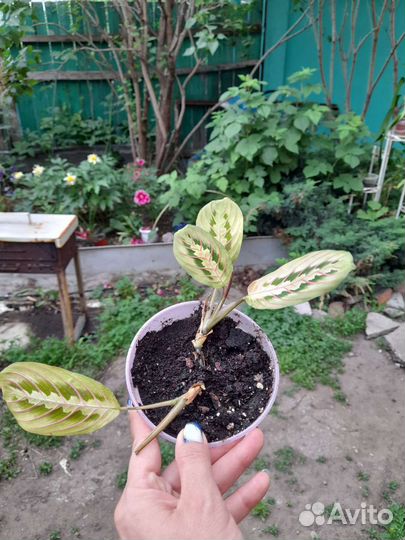 Маранта триколор и керховена