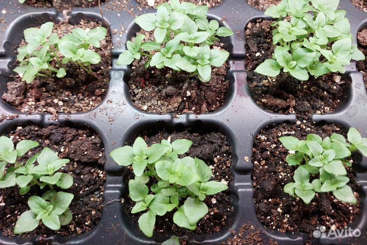 Пряные травы