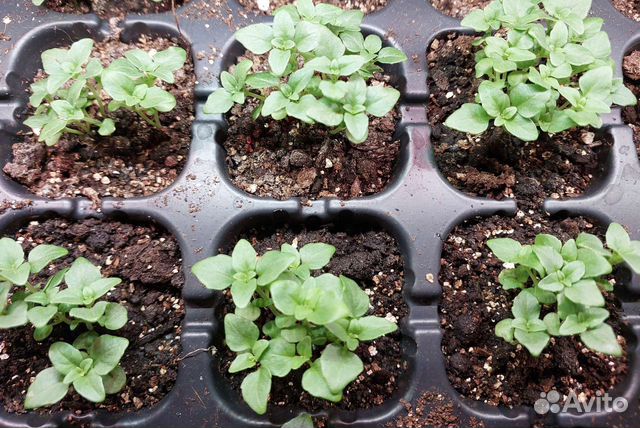 Пряные травы