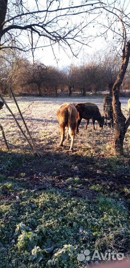 Продам бычка