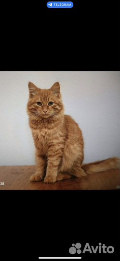 Кот рыжий 3 месяца