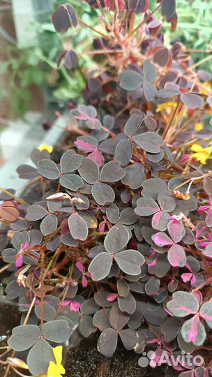 Рассада кислицы