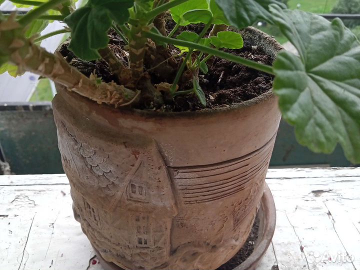 Пеларгония герань. Хлорофитум