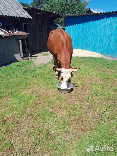Корова дойная