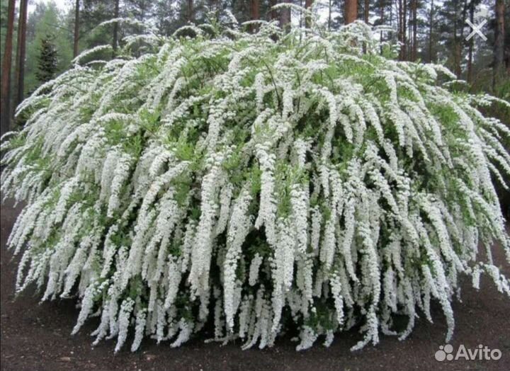 Спирея серая