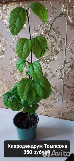 3 вида Клеродендрумы Томпсон, Инерме, Угандийский