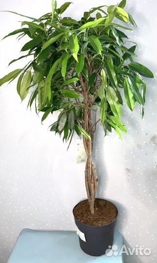 Фикус Амсел Кинг 24/110см