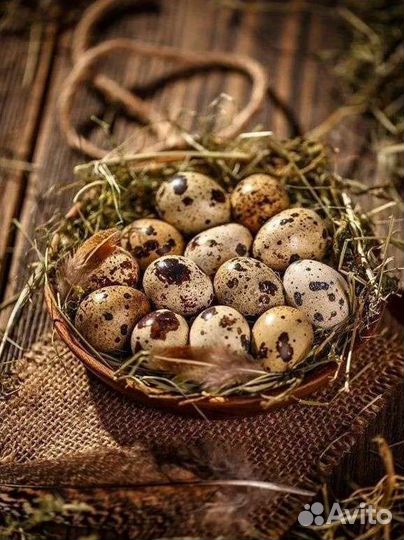 Яйца перепелиные