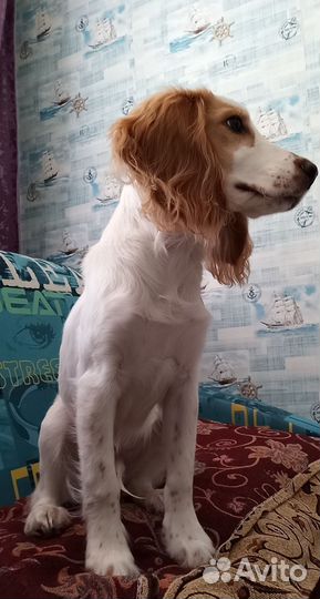 Кокер спаниель