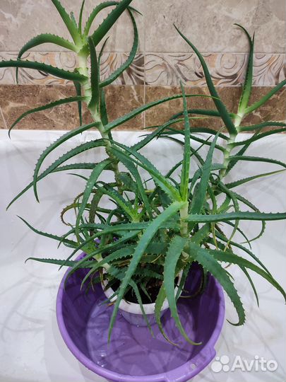 Алоэ лечебный