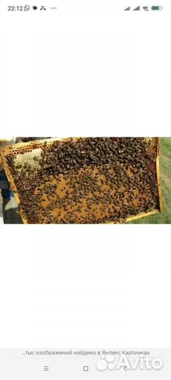Продажа пчелопакеты, породы 