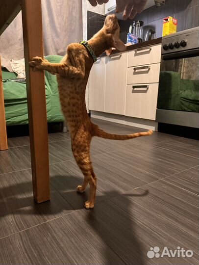 Рыжий ориентальный котёнок