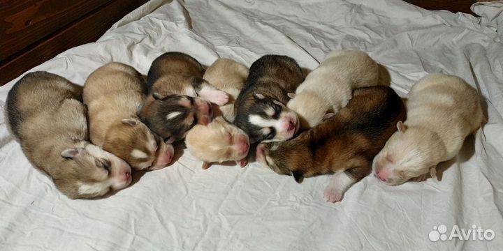 Собака, щенок, Аляскинский Маламут, (не Хаски)