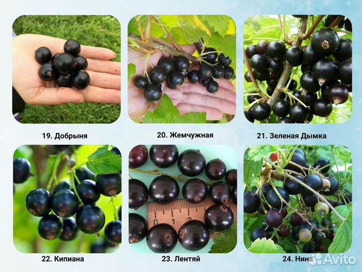 Саженцы Смородины, Смородина