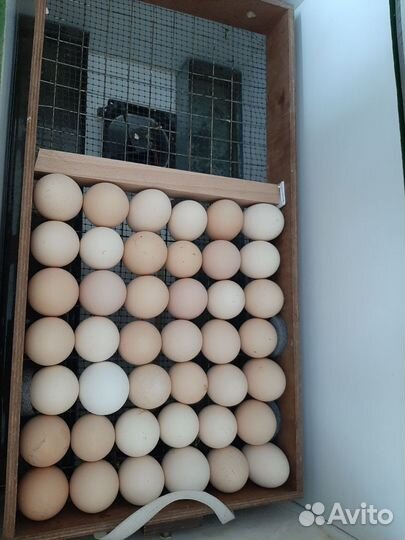 Инкубационное яйцо Русская хохлатая