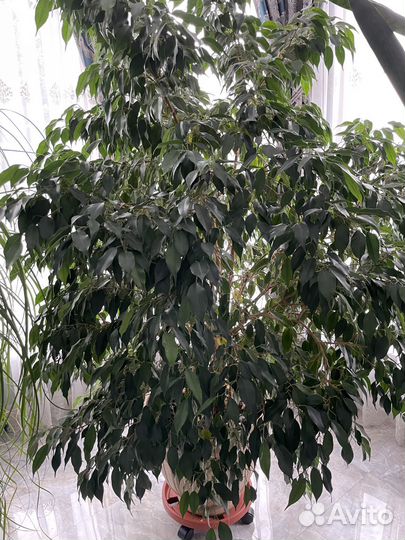 Растения в горшках