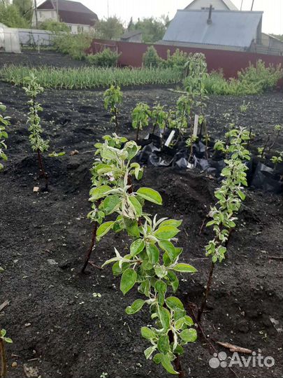 Саженцы яблони