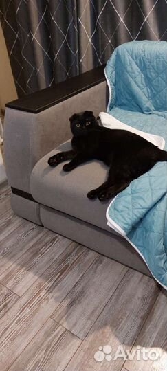 Британский кот вязка