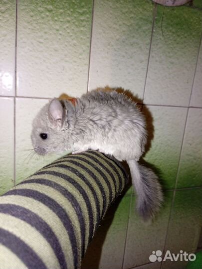 Шиншиллята