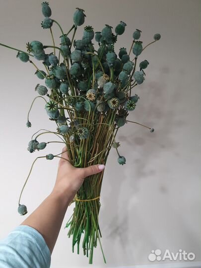 Мак стабилизированный