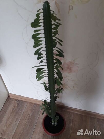 Молочай трехгранный