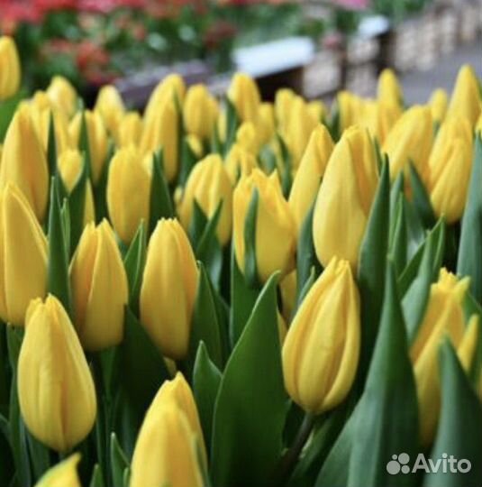 Букеты,композиции