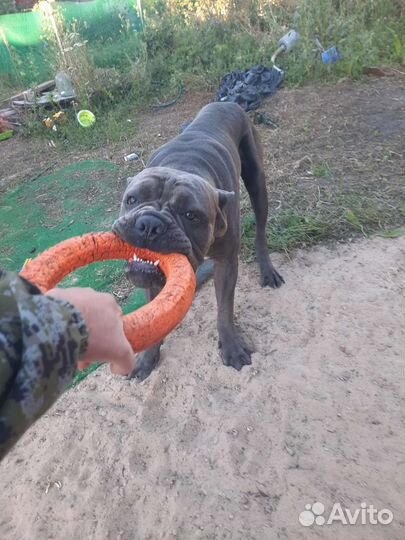 Ищем девочку Кане Корсо для случки