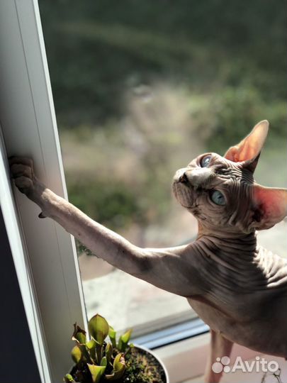 Канадский сфинкс