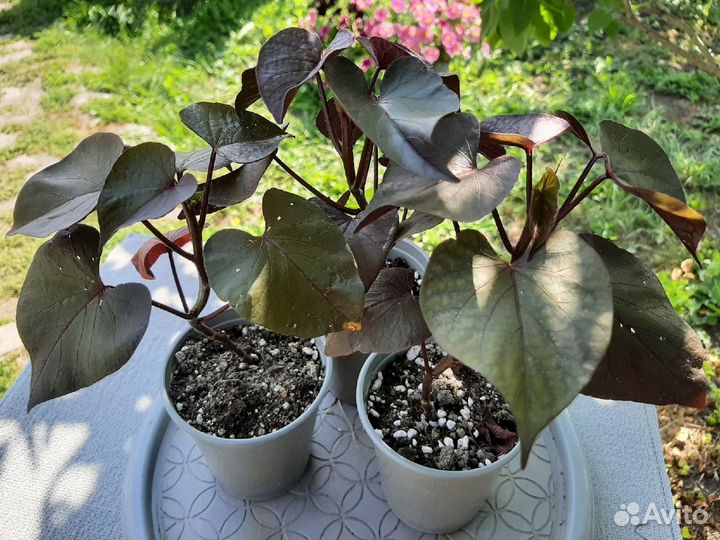 Ипомея ампельная Батат