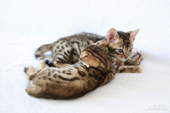 Бенгальские котята