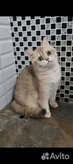 Голубая девочка