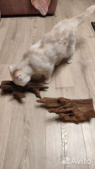 Коряги для аквариума