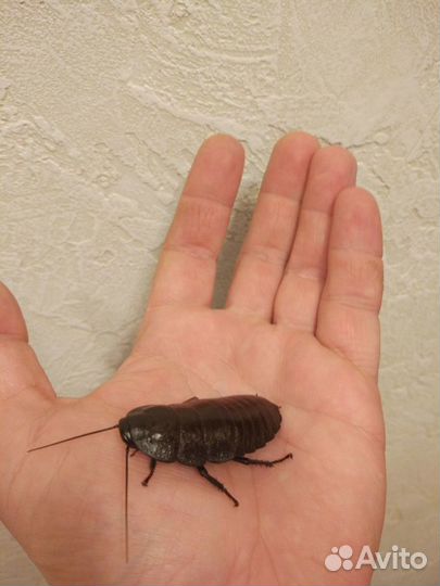 Мадагаскарские тараканы