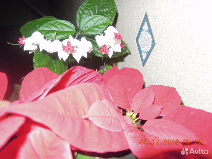 Комнатные цветы