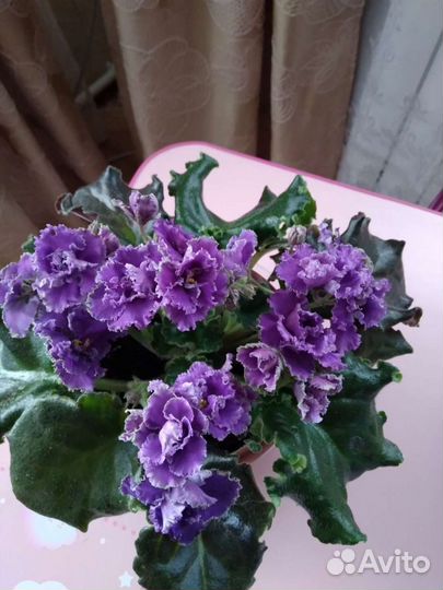 Фиалки
