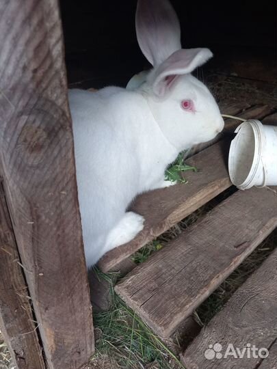 Продам крольчиху