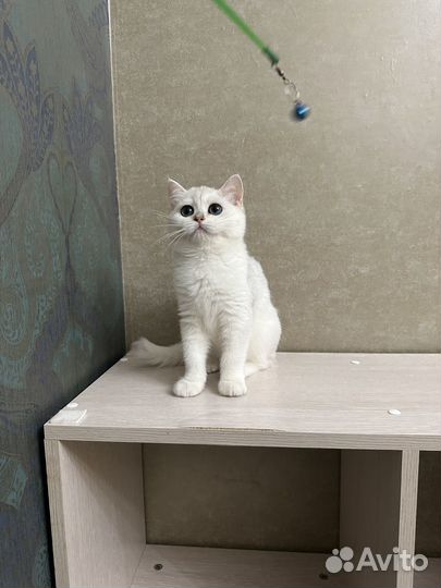 Шиншилла серебристая