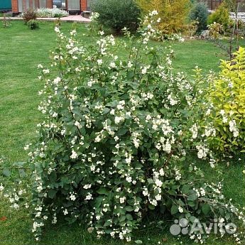 Саженцы снежноягодник Вайт Хедж