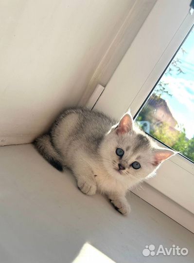 Британские котята серебристая шиншилла