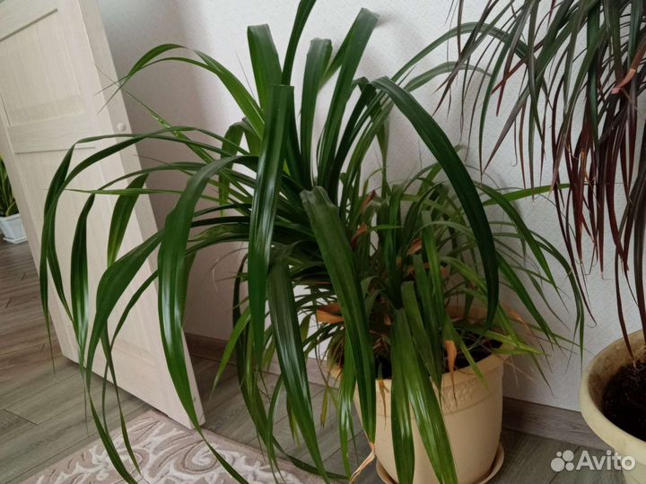 Пальма панданус