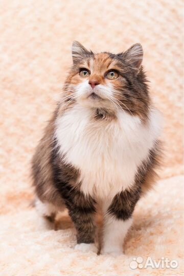 Милая Тыква ищет дом