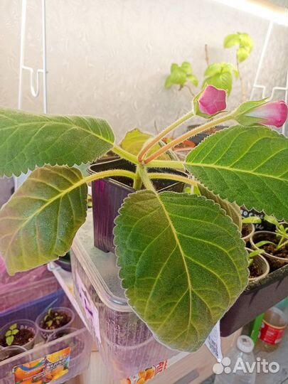 Глоксинии с бутонами