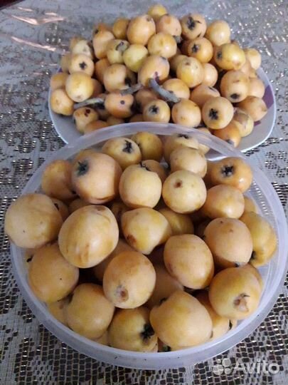 Саженцы мушмулы