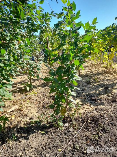 Саженец вишни кустовой