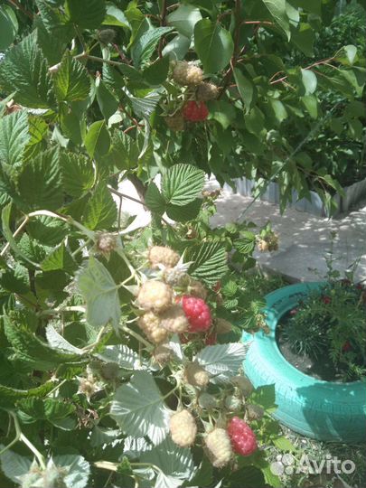 Саженцы малины