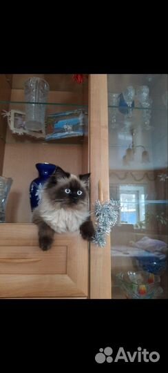 Котятаневские маскарадные