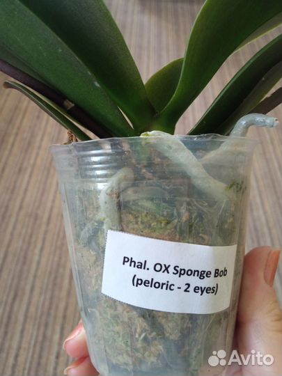 Орхидея фаленопсис