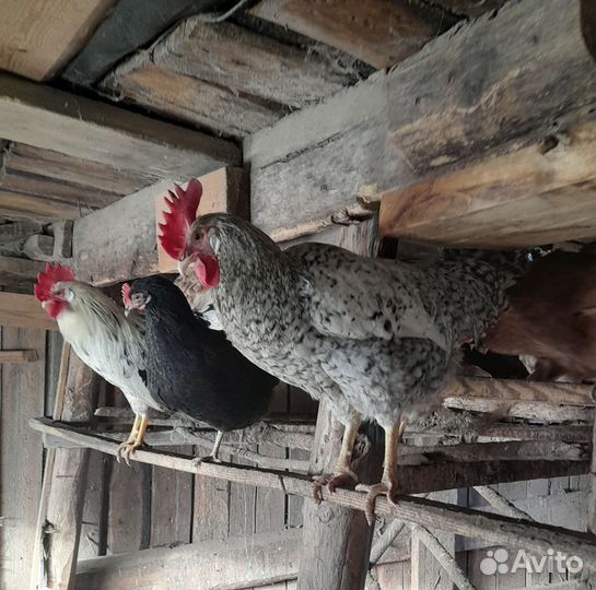 Петух Павловское серебро