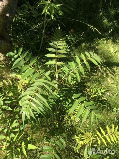 Уксусное дерево